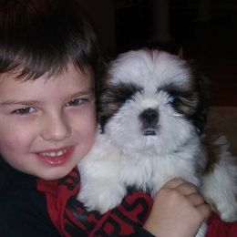 Shih Tzu Puppies from Dee-Jay's Shihtzu