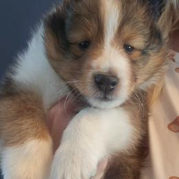 Shetland Sheepdog Puppies from Fawn Lane Shetland Sheepdogs