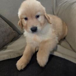 Girl 1 - Golden female Golden Retriever puppy in Greenbrier, Tennessee from Glambleberry Goldens