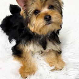 Toby - Black and gold male Yorkshire Terrier puppy in Mattawa, Washington from All Star Yorkies