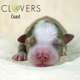 Coast - Red merle male Miniature American Shepherd puppy in Carlisle, Pennsylvania from 4 Clovers Kennel