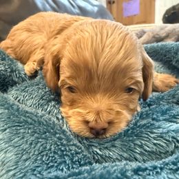 Peter - Cream male Cavapoo puppy in River Falls, Wisconsin from Dottie's Doodles