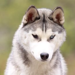 Siberian Huskies from Songbird Siberians