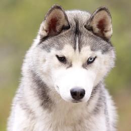 Siberian Huskies from Songbird Siberians