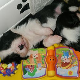Border Collie Puppies from Overdrive Border Collies