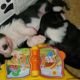 Border Collie Puppies from Overdrive Border Collies