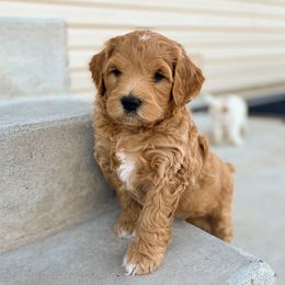 Goldendoodle Puppies from Mumzee Doodles