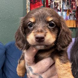 Tessa - Chocolate and tan female Dachshund puppy in Cabool, Missouri from Dachshund's of Country Magic Farms in Missouri