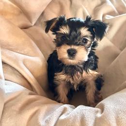 Fozzie - Black and tan male Yorkshire Terrier puppy in Goode, Virginia from Glass Hill Yorkies