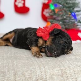 Boq - Phantom male Poodle puppy in Bellville, Ohio from Cedar Ridge Standard Poodles