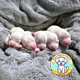 Maltese Puppies from Meyer Maltese Puppies - Deltona, FL