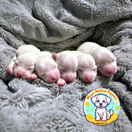 Maltese Puppies from Meyer Maltese Puppies - Deltona, FL