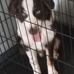 Australian Shepherds from CHAPELHILL AUSSIES