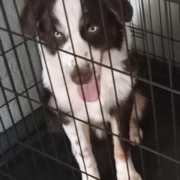 Australian Shepherds from CHAPELHILL AUSSIES
