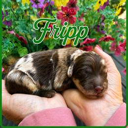 Fripp - Merle male Goldendoodle puppy in Charlotte, North Carolina from Hopeful Heart Doodles