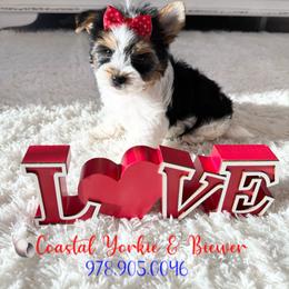 Luna Love - Black tan and white female Biewer Terrier puppy in North Chelmsford, Massachusetts from Coastal Yorkshire Terrier Yorkies & Biewer Terriers