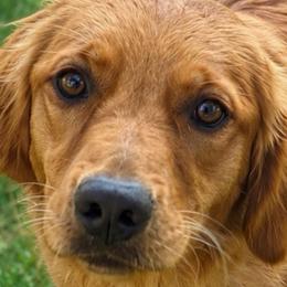 Piper - Golden Retriever