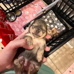 Angel - Blue female Chihuahua puppy in East Syracuse, New York from Blissful’s Chihuahuas