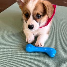 Penny - Sable female Pembroke Welsh Corgi puppy in Godley, Texas from Chrismark
