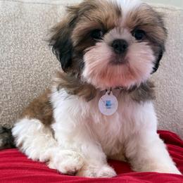 AKC Poppy - Champion Bloodline - Tricolor female Shih Tzu puppy in Long Beach, California from Prieto Shih-Tzu's