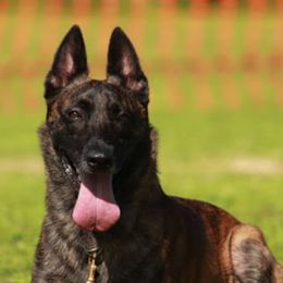 Fennek - Dutch Shepherd