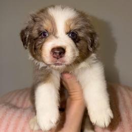 Penny - Red merle female Australian Shepherd puppy in Anniston, Alabama from All Hale Aussies