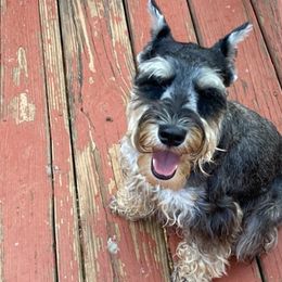 Miniature Schnauzers from Love Jones Miniature Schnauzer