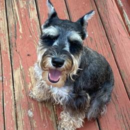 Miniature Schnauzers from Love Jones Miniature Schnauzer