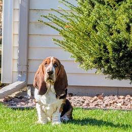 Rizzo - Black brown and white female Basset Hound puppy in Versailles, Indiana from Bedrock Basset Hounds