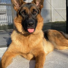 German Shepherd Puppies from AceHaven Canines