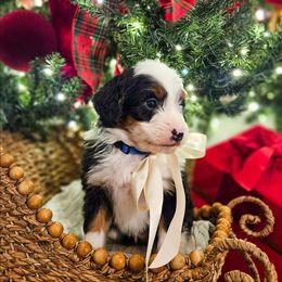 Chestnut - Tri-color male Bernedoodle puppy in Russell Springs, Kentucky from 270 Doodles