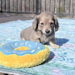 Tiny Leo - Cream male Dachshund puppy in Richmond, Virginia from Irresistible Dachshunds & Cavaliers