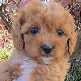 Pumpkin - Red male Cavapoo puppy in Blackfoot, Idaho from Rocky Desert Goldens and Cavaliers