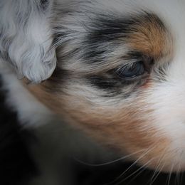 Australian Shepherd Puppies from Riot Austrailan Shepherds