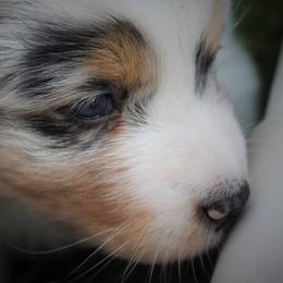 Australian Shepherd Puppies from Riot Austrailan Shepherds