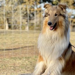Prince Thunder - Collie