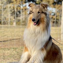 Prince Thunder - Collie