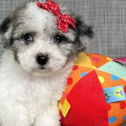 Nova - Gray and white female Sheepadoodle puppy in Fort Myers, Florida from Daisy Doodles LLC