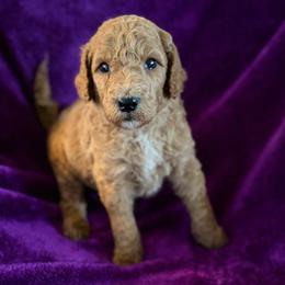 Puck - Apricot male Poodle puppy in St. Johnsbury, Vermont from Poodles of the Northern Woods