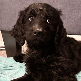 Brees - Black Goldendoodle puppy in Morrow, Ohio from RemiRoodles