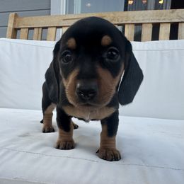 Dachshund Puppies from Carranza Puppy Farm