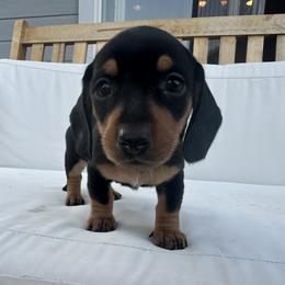Dachshund Puppies from Carranza Puppy Farm