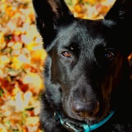 German Shepherds from Wonder Paws German Shepherds