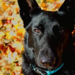 German Shepherds from Wonder Paws German Shepherds