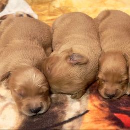 Girl 2 - Dark golden female Golden Retriever puppy in Albemarle, North Carolina from Companion Goldens of the Carolinas