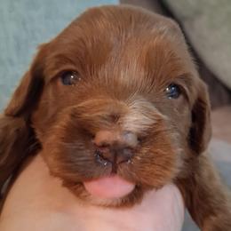 Buzz F1b - Red male Cavapoo puppy in Centerton, Arkansas from Velvet Paws Cavapoos