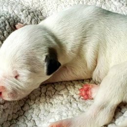 Dolley - White and red brindle Whippet puppy in Delaware, Ohio from Unionblue Whippets