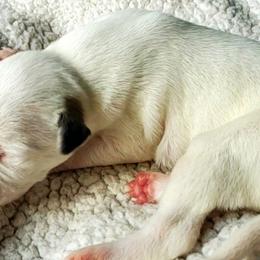 Dolley - White and red brindle Whippet puppy in Delaware, Ohio from Unionblue Whippets