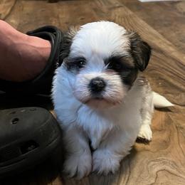 Bella - Tricolor female Shih Tzu puppy in Reading, Michigan from You Little Shih-tzu’s 😊