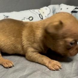 Boo - Gold male Chihuahua puppy in Sherwood, Arkansas from Bartelt Breeders